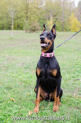 Collare rosa in cuoio con pietre azzurre per Dobermann